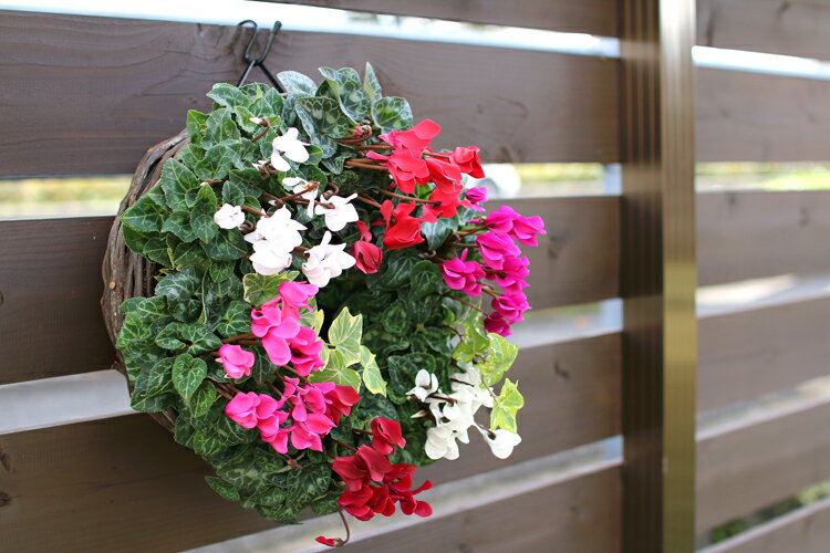 �꡼�� �󤻿����ڥ����ǥ󥷥�����Υϥ󥮥�*��󥰡�