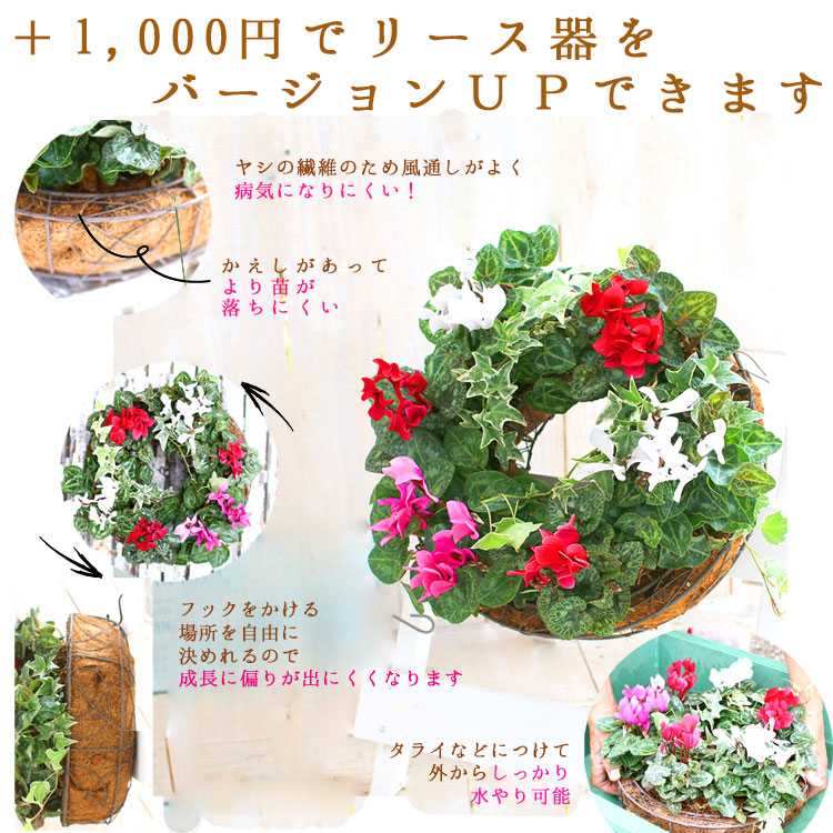 �꡼�� �󤻿����ڥ����ǥ󥷥�����Υϥ󥮥�*��󥰡�