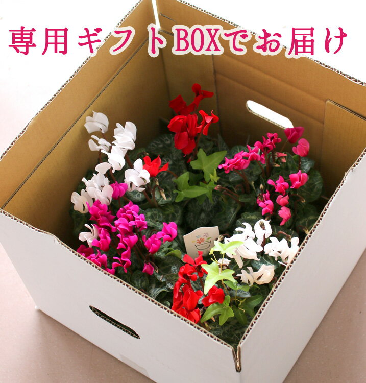 �꡼�� �󤻿����ڥ����ǥ󥷥�����Υϥ󥮥�*��󥰡�