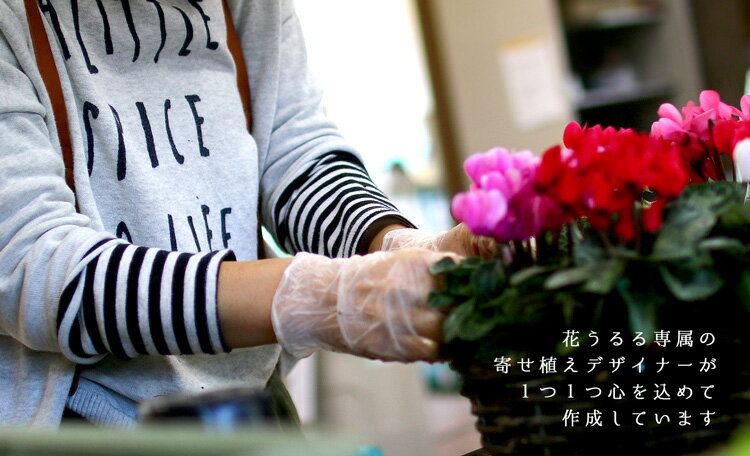 �꡼�� �󤻿����ڥ����ǥ󥷥�����Υϥ󥮥�*��󥰡�