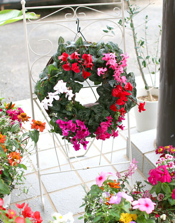 �꡼�� �󤻿����ڥ����ǥ󥷥�����Υϥ󥮥�*��󥰡�