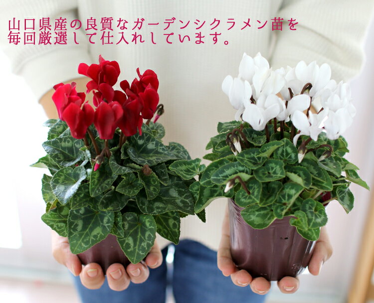 �꡼�� �󤻿����ڥ����ǥ󥷥�����Υϥ󥮥�*��󥰡�