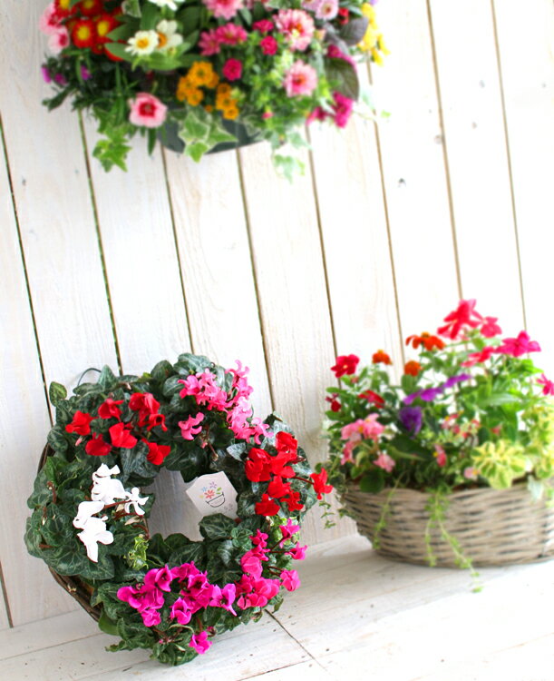 �꡼�� �󤻿����ڥ����ǥ󥷥�����Υϥ󥮥�*��󥰡�