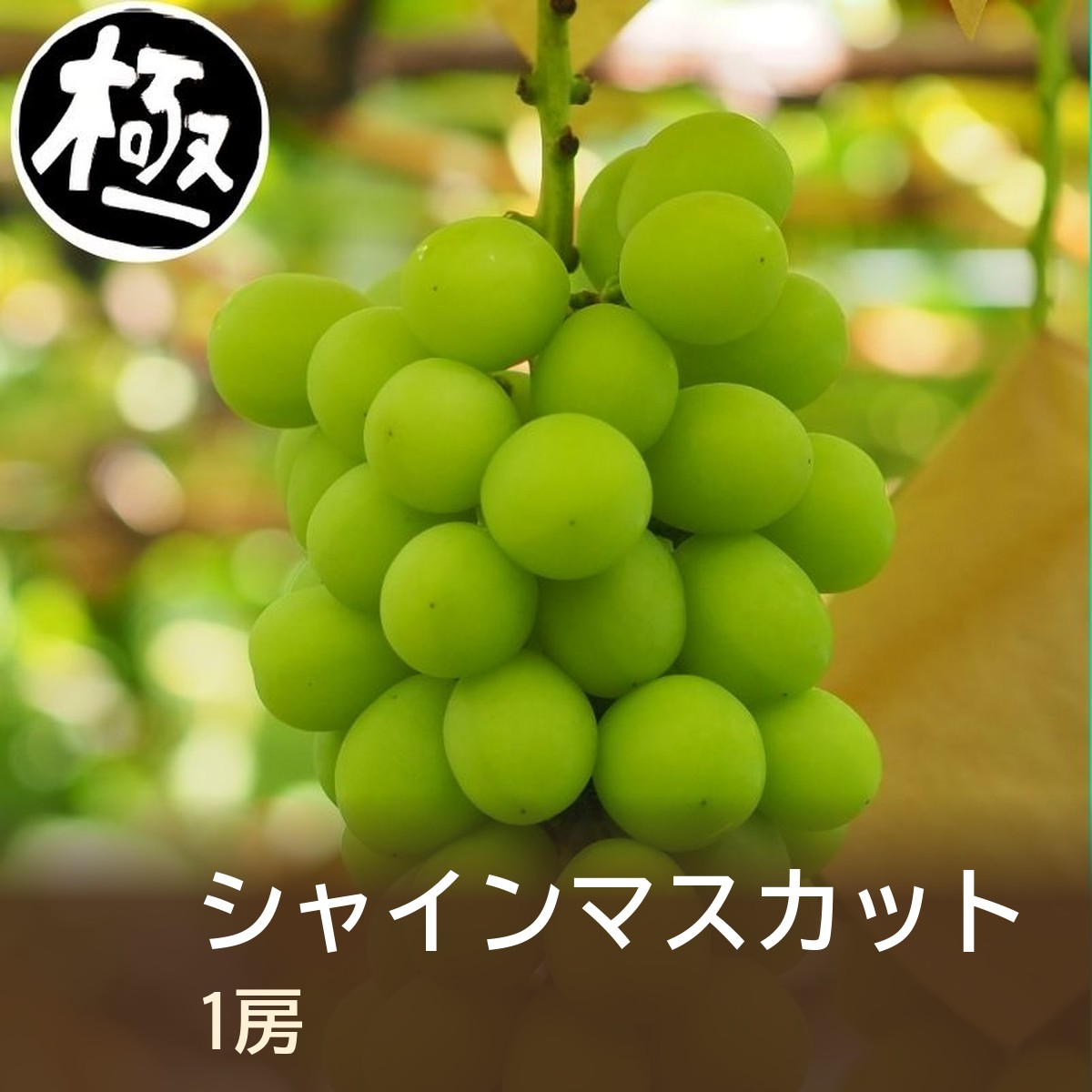 【極】【9月お届けS44A】シャインマスカット1房詰合せ