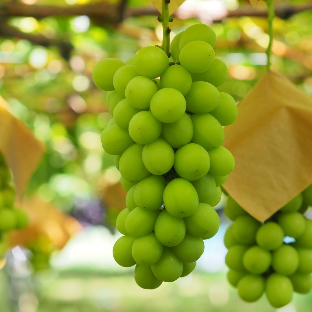 葡萄様 厳選G41】高級ぶどう詰合せ【6～8房】 9月1日以降発送 | ぶどう | 漆山