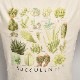 Succulents S/S T-shirt�ʥ�������� T����ġ˥١����� [a-7600]
