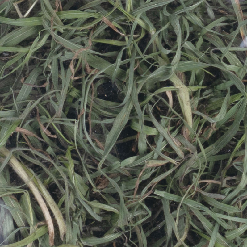 ޥĶ㴢ꥪĥإ뤯륷륭åȥ10g