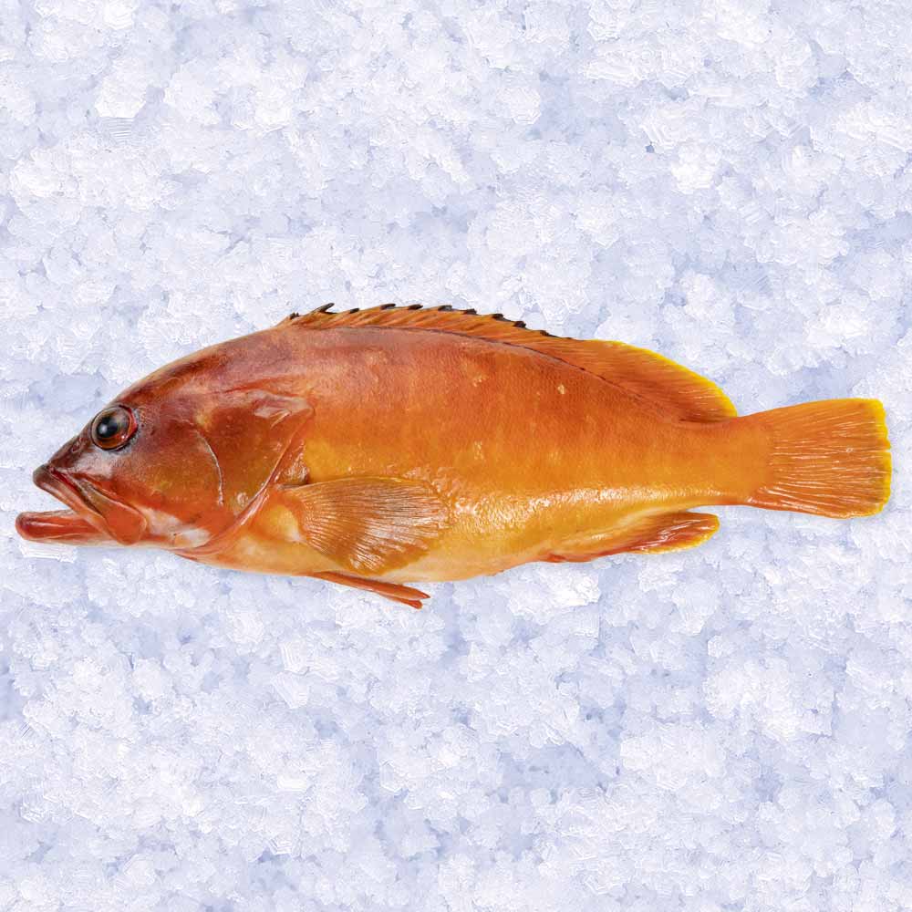 熊本 天草の高級魚と地魚を牛深漁港から産地直送 最高級 アカハタ 赤魚 1尾 約1kg 牛深漁港直送 鮮魚 牛深水産プレミアム便