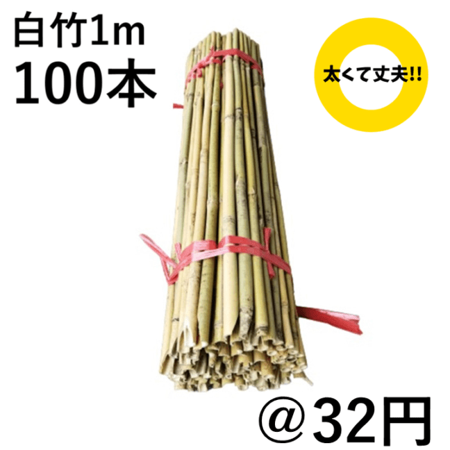 白竹 （晒竹）1m×100本 肉厚で耐久性のある竹。（支柱、雪囲い、竹垣
