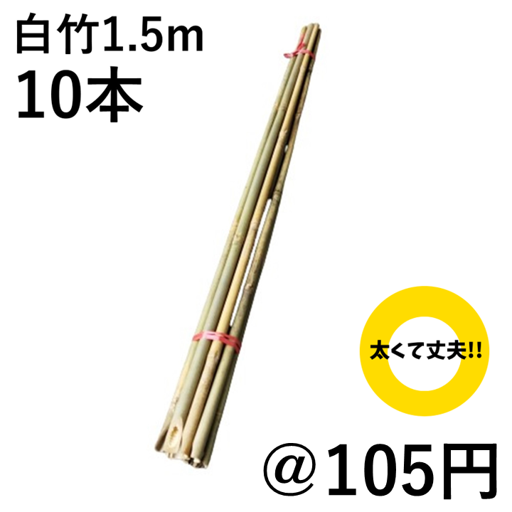 白竹 （晒竹）1.5m×10本 肉厚で耐久性のある竹。（支柱、雪囲い、竹垣