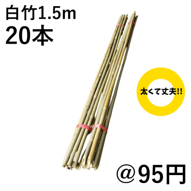 白竹 （晒竹）1.5m×20本 肉厚で耐久性のある竹。（支柱、雪囲い、竹垣
