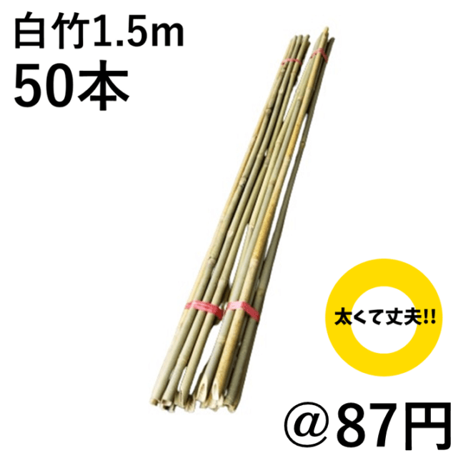 白竹 （晒竹）1.5m×50本 肉厚で耐久性のある竹。 農業・園芸（支柱