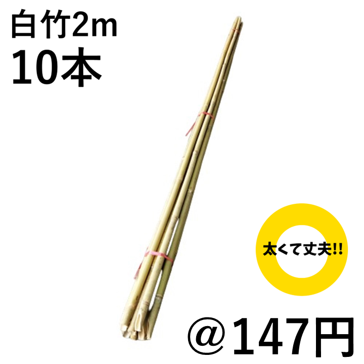 白竹 （晒竹）2m×10本 肉厚で耐久性のある竹。（支柱、雪囲い、竹垣