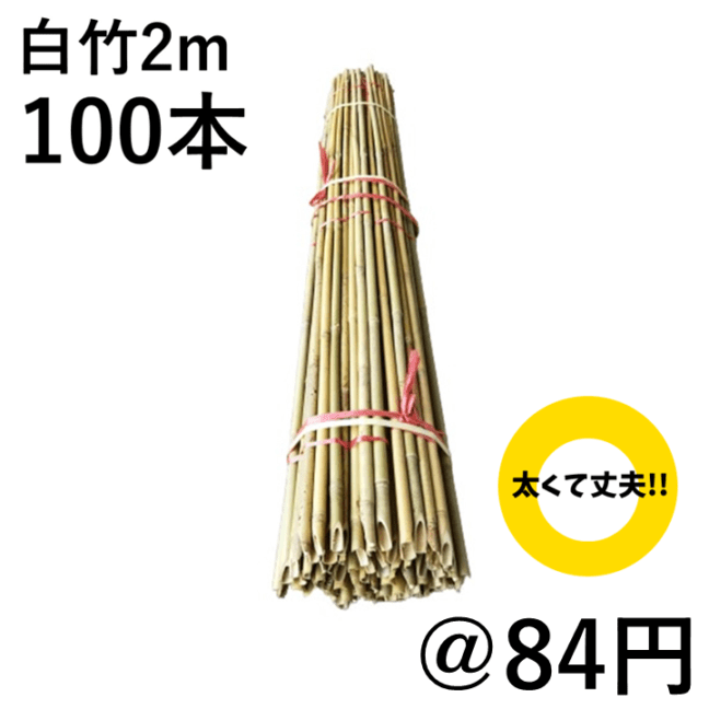 白竹 (晒竹)2m×100本 肉厚で耐久性のある竹。(支柱、雪囲い、竹垣 白竹 (晒竹)2m×100本 肉厚で耐久性のある竹。(支柱、雪囲い、竹垣