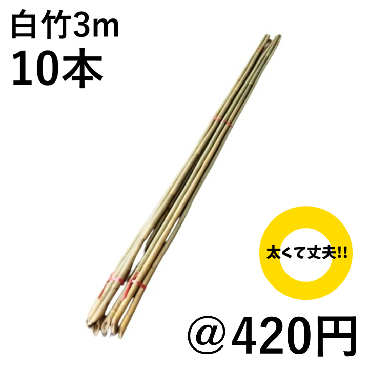 白竹 （晒竹）3m×10本 肉厚で耐久性のある竹。（支柱、雪囲い、竹垣