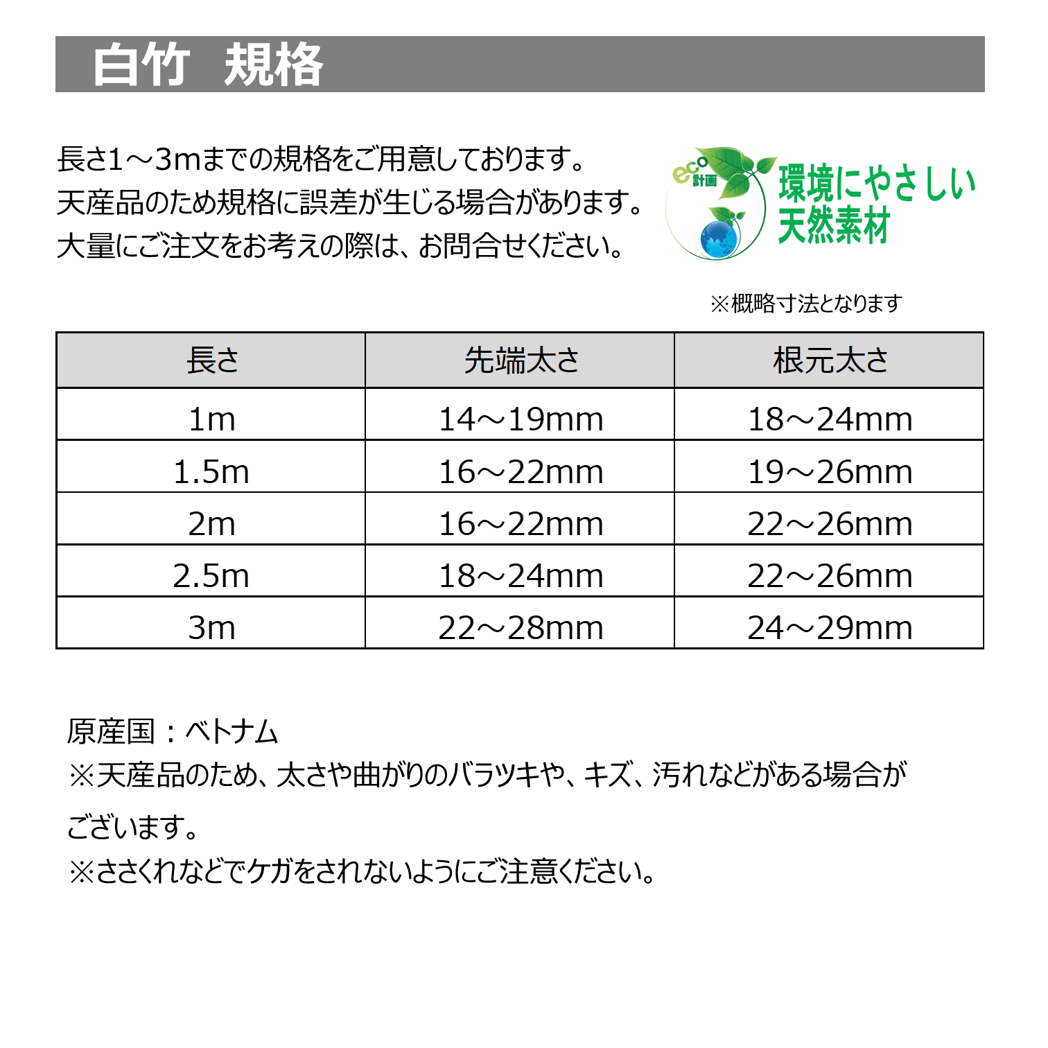 白竹 （晒竹）3m×100本 肉厚で耐久性のある竹。 （支柱、雪囲い、竹垣