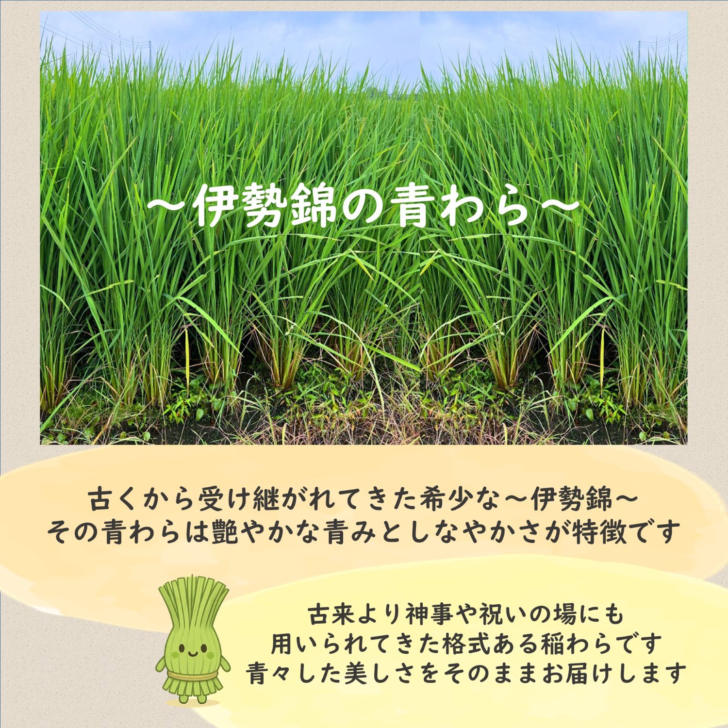 本年度分完売いたしました】令和7年度産 伊勢錦の青わら約8㎏ 新潟産の
