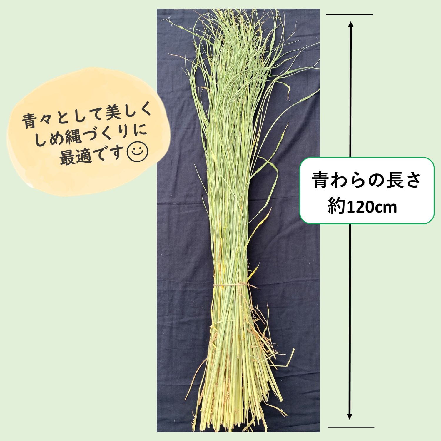 本年度分完売いたしました】令和7年度産 伊勢錦の青わら約8㎏ 新潟産の
