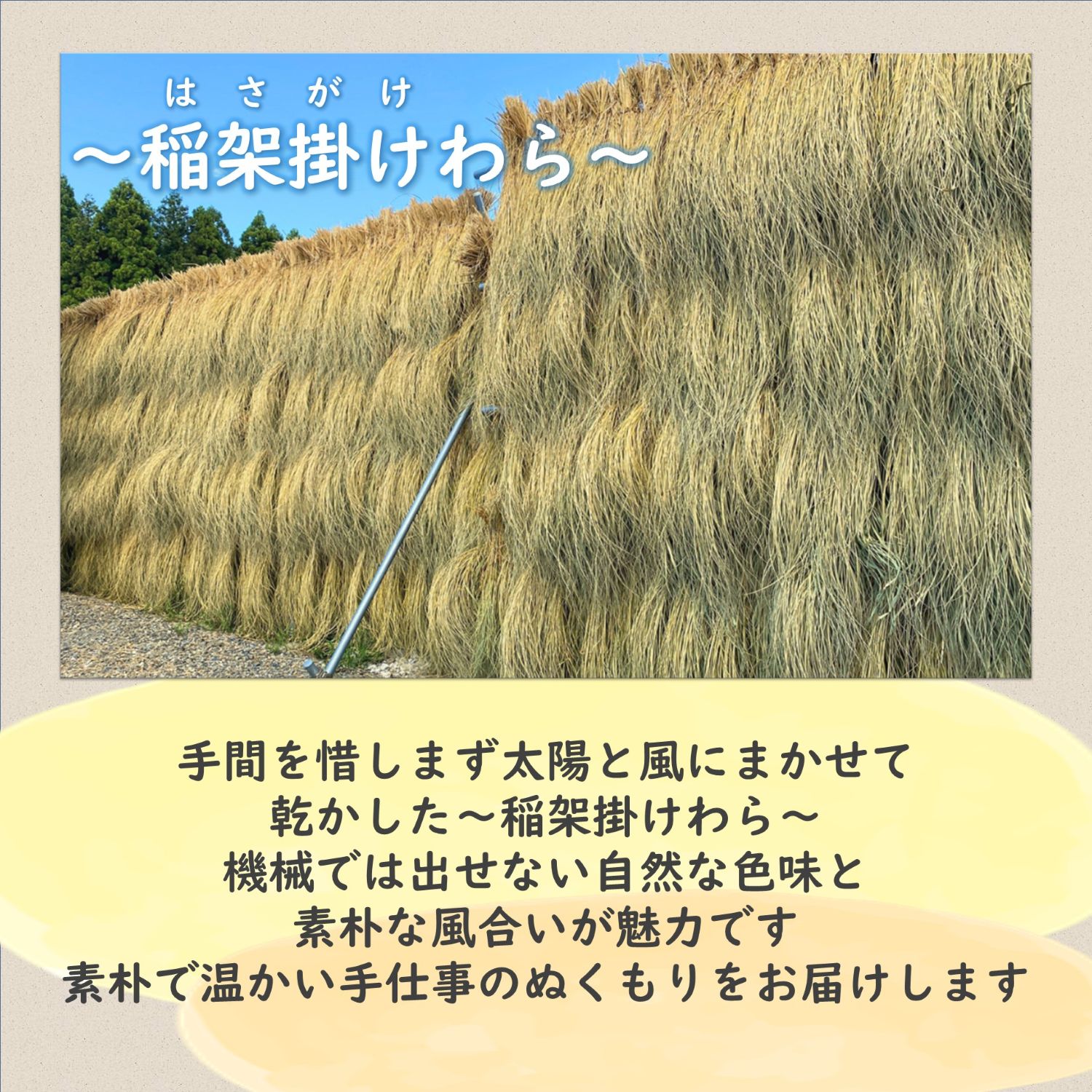 令和7年度産 伊勢錦の稲架掛けわら約2㎏ 新潟産の国産藁 しめ縄や工芸品に