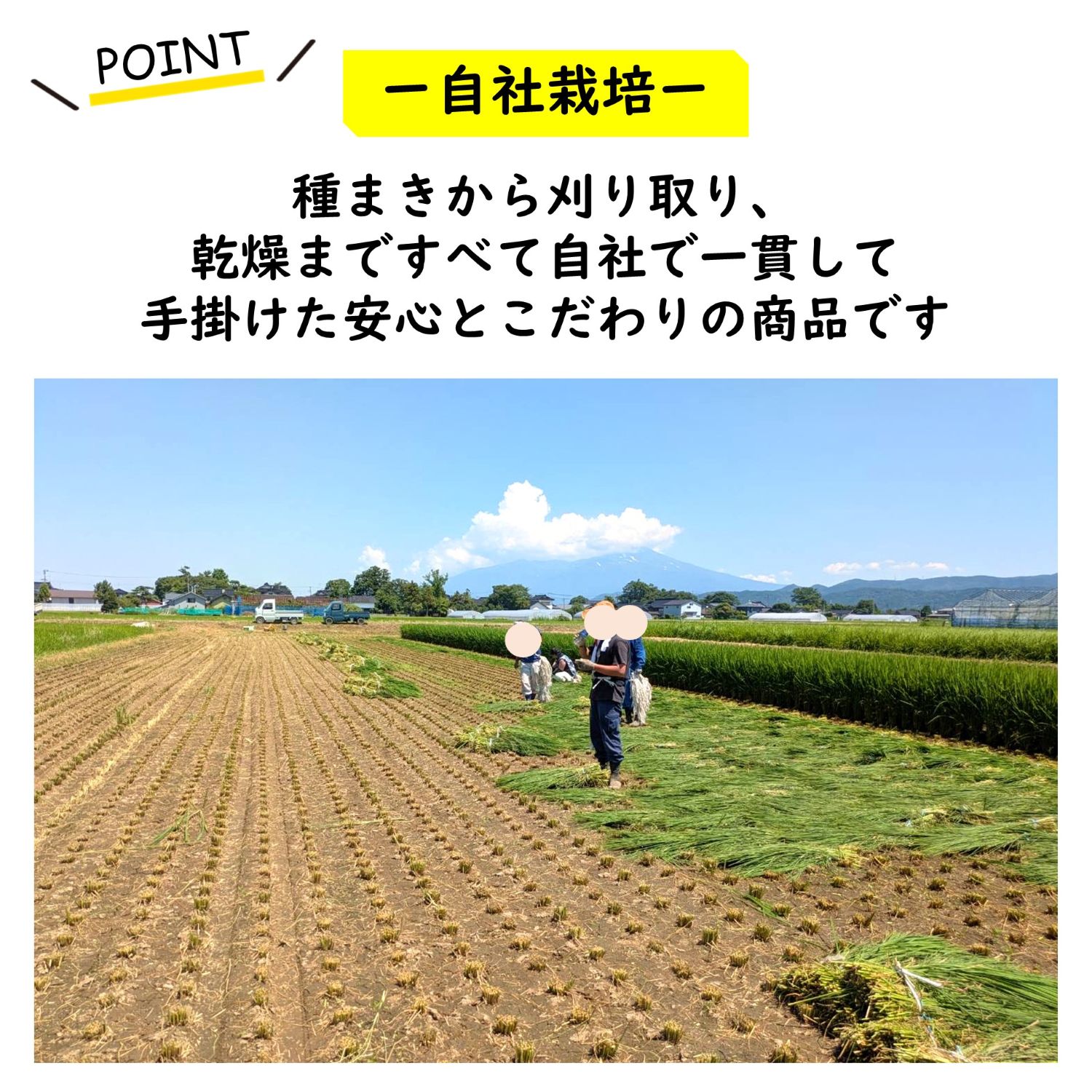 令和7年度産 伊勢錦の稲架掛けわら約2㎏ 新潟産の国産藁 しめ縄や工芸品に