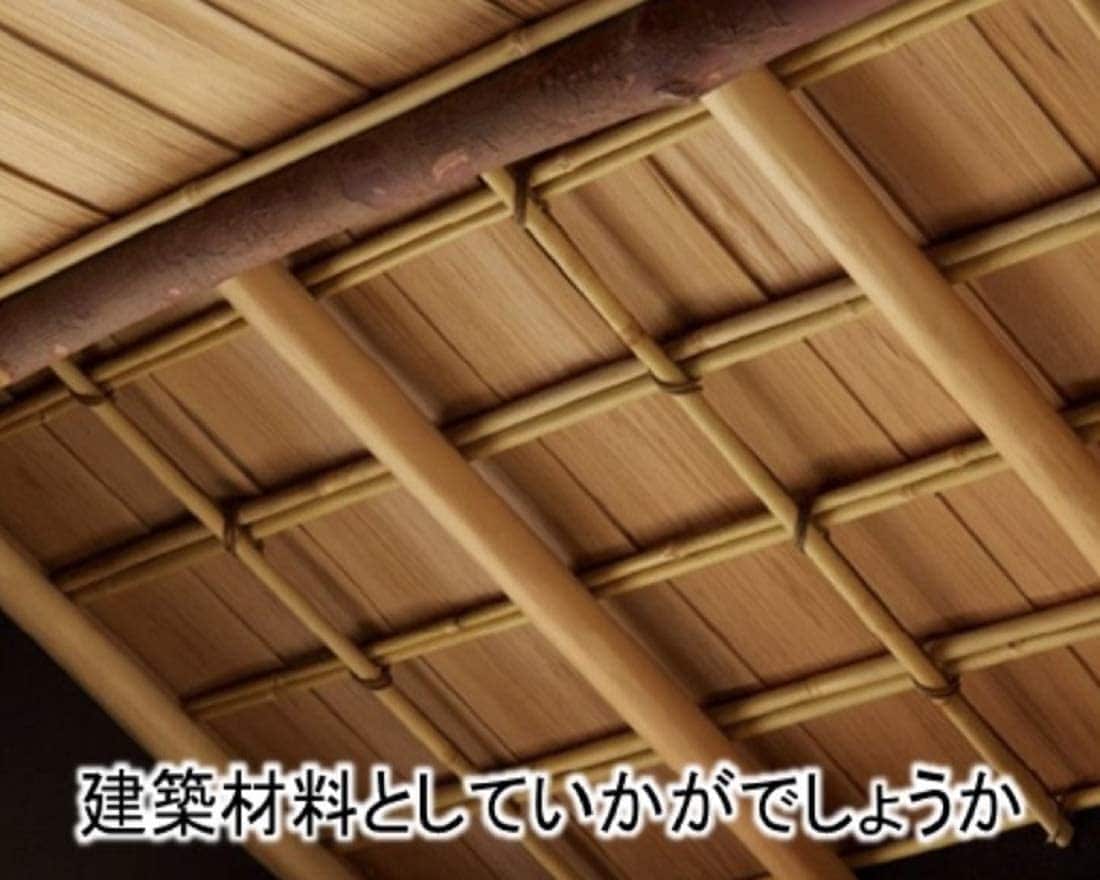女竹 300cm（10尺）細×50本（カットなし） 篠竹 農業用、園芸用