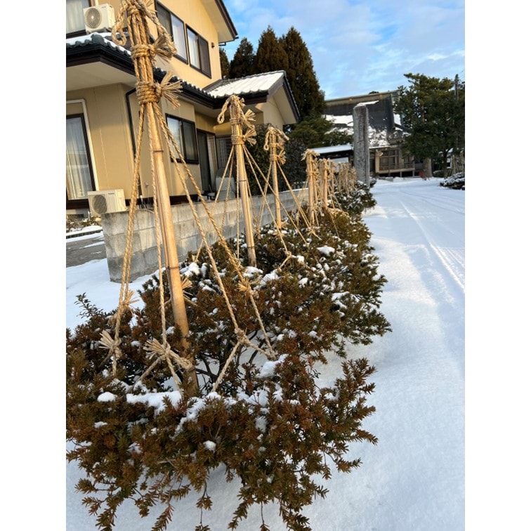 c*m様 晒竹 楽天市場】白竹（晒竹）2m 100本 天然竹 竹支柱 雪吊り 雪囲い