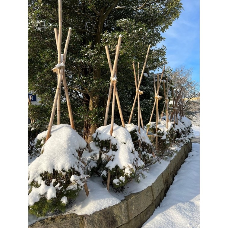 白竹 （晒竹）1m×20本肉厚で耐久性のある竹。（支柱、雪囲い、竹垣などに）