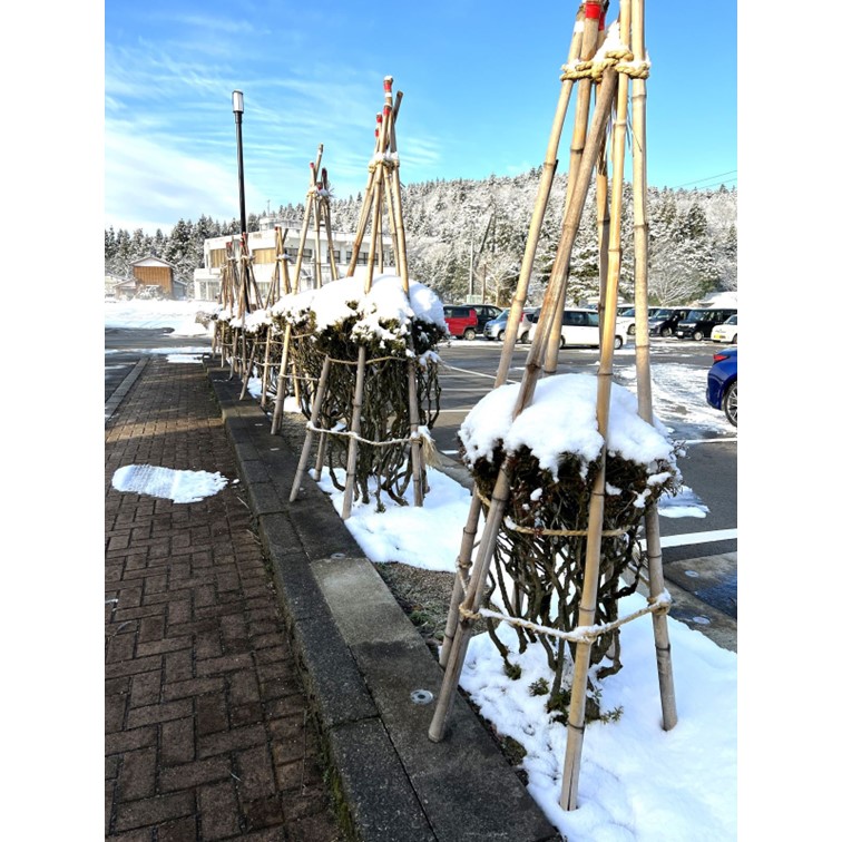 白竹 （晒竹）1m×20本肉厚で耐久性のある竹。（支柱、雪囲い、竹垣などに）