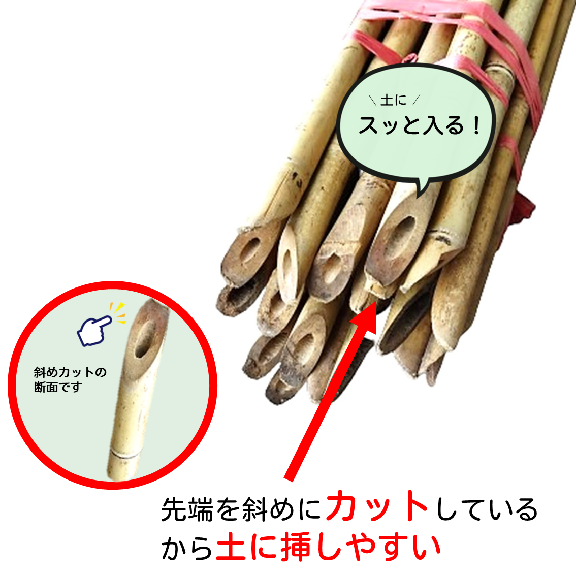 白竹 （晒竹）1m×50本 肉厚で耐久性のある竹。（支柱、雪囲い