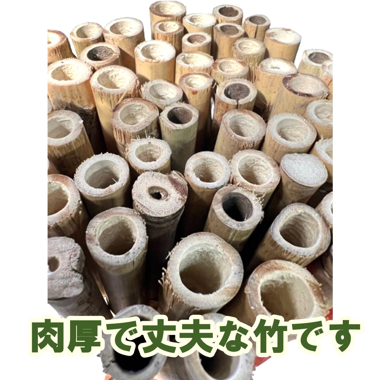 白竹 （晒竹）1.5m×50本 肉厚で耐久性のある竹。 農業・園芸（支柱