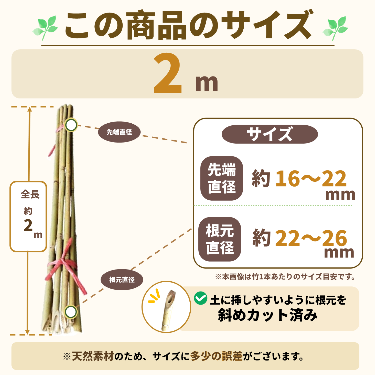 白竹 （晒竹）2m×100本 肉厚で耐久性のある竹。（支柱、雪囲い、竹垣