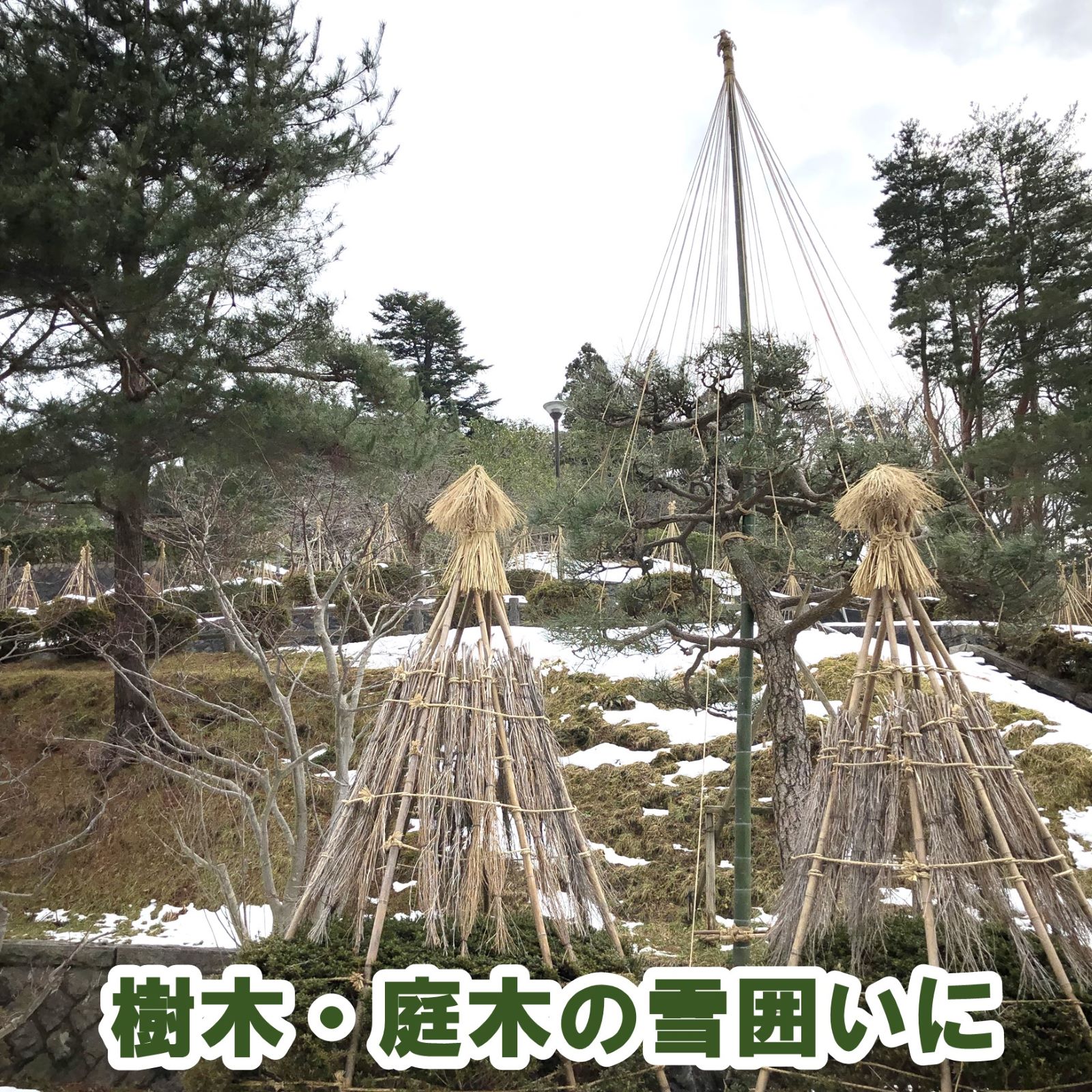 晒竹 白竹 （晒竹）2m×100本 肉厚で耐久性のある竹。（支柱、雪囲い、竹垣
