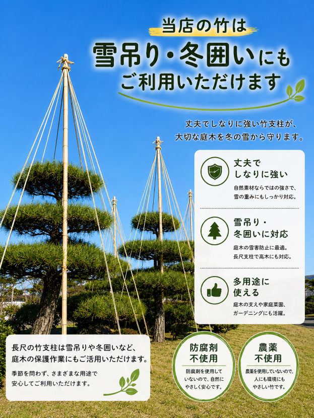 尺八用 竹材 原竹 約90cm前後 2本セット｜節付き天然竹 #2 白竹 （晒竹）2m×100本 肉厚で耐久性のある竹。（支柱、雪囲い、竹垣