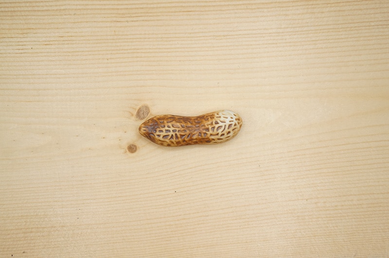 箸置き/ピーナッツ