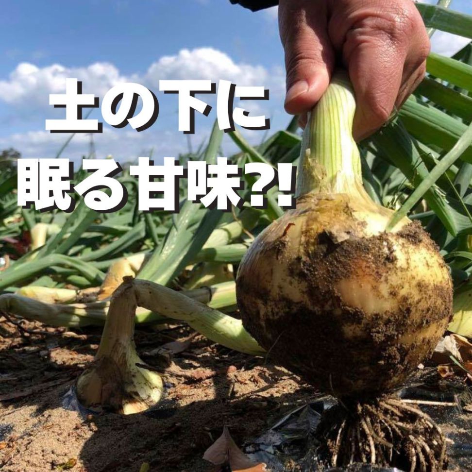 《2025年収穫体験予約受付は終了しました》<収穫体験>千葉県細谷農園“白子産たまねぎ狩り”