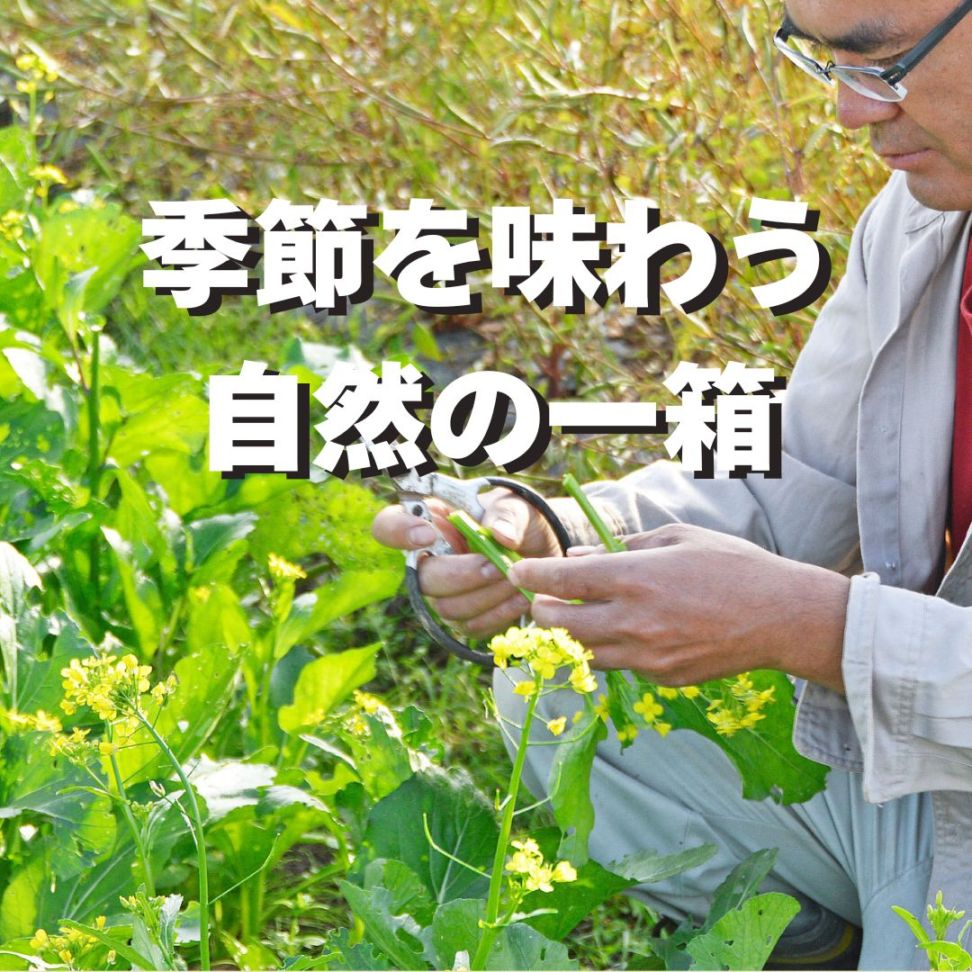 ＜茨城県＞岩城農園の旬のおまかせ野菜セット＜５～７品＞