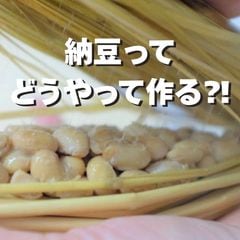 【夏休み自由研究にオススメ!!】藁からつくる「手作り納豆」キット