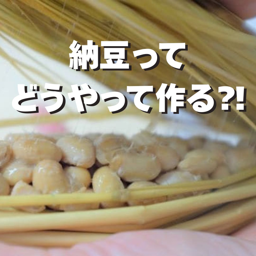 【夏休み自由研究にオススメ!!】藁からつくる「手作り納豆」キット