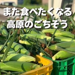 予約受付中!!【宅配】長野県みどりの大地のとうもろこし「プレミアム味来85」一部エリア送料無料!!