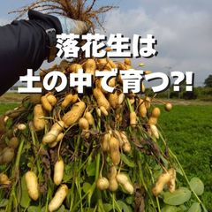 《2025年予約受付》収穫体験（千葉県細谷農園の落花生狩り～おおまさり～）