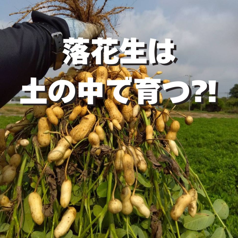 《2025年予約受付》収穫体験(千葉県細谷農園の落花生狩り~おおまさり~)