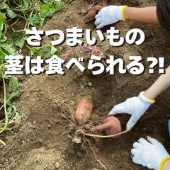 《2025年予約受付》千葉県てげなファーム“さつまいも”収穫体験