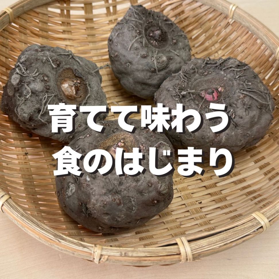 【体験型食育キット】育てるこんにゃく栽培キット ～種芋から育て、こんにゃくを作る～