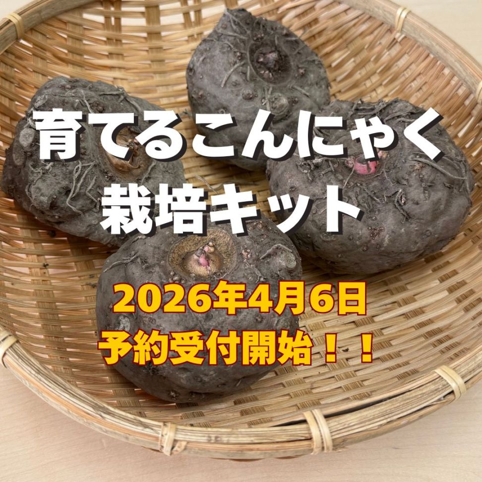 《2026年4月6日予約受付開始！！》育てるこんにゃく栽培キット ～種芋から育て、こんにゃくを作る体験型食育キット～