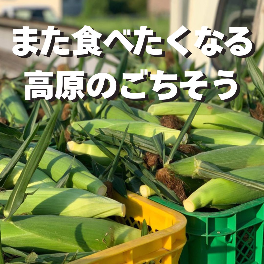 《2026年予約受付中》＜宅配＞長野県みどりの大地のとうもろこし「プレミアム味来85」一部エリア送料無料!!