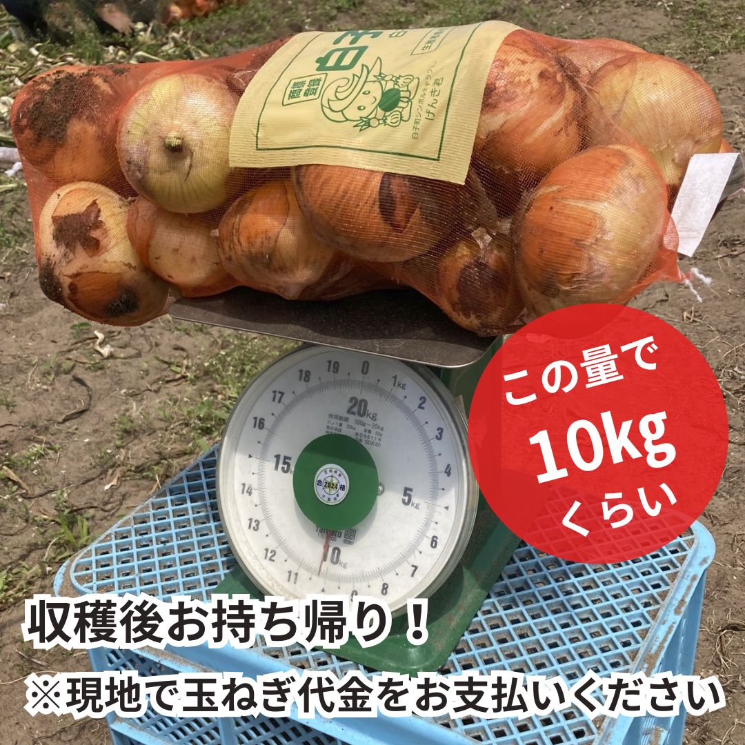 《2026年収穫体験》＜収穫体験＞千葉県細谷農園“白子産たまねぎ狩り”