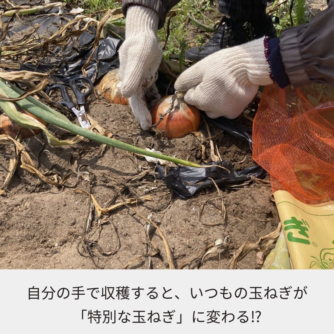 《2026年収穫体験》＜収穫体験＞千葉県細谷農園“白子産たまねぎ狩り”