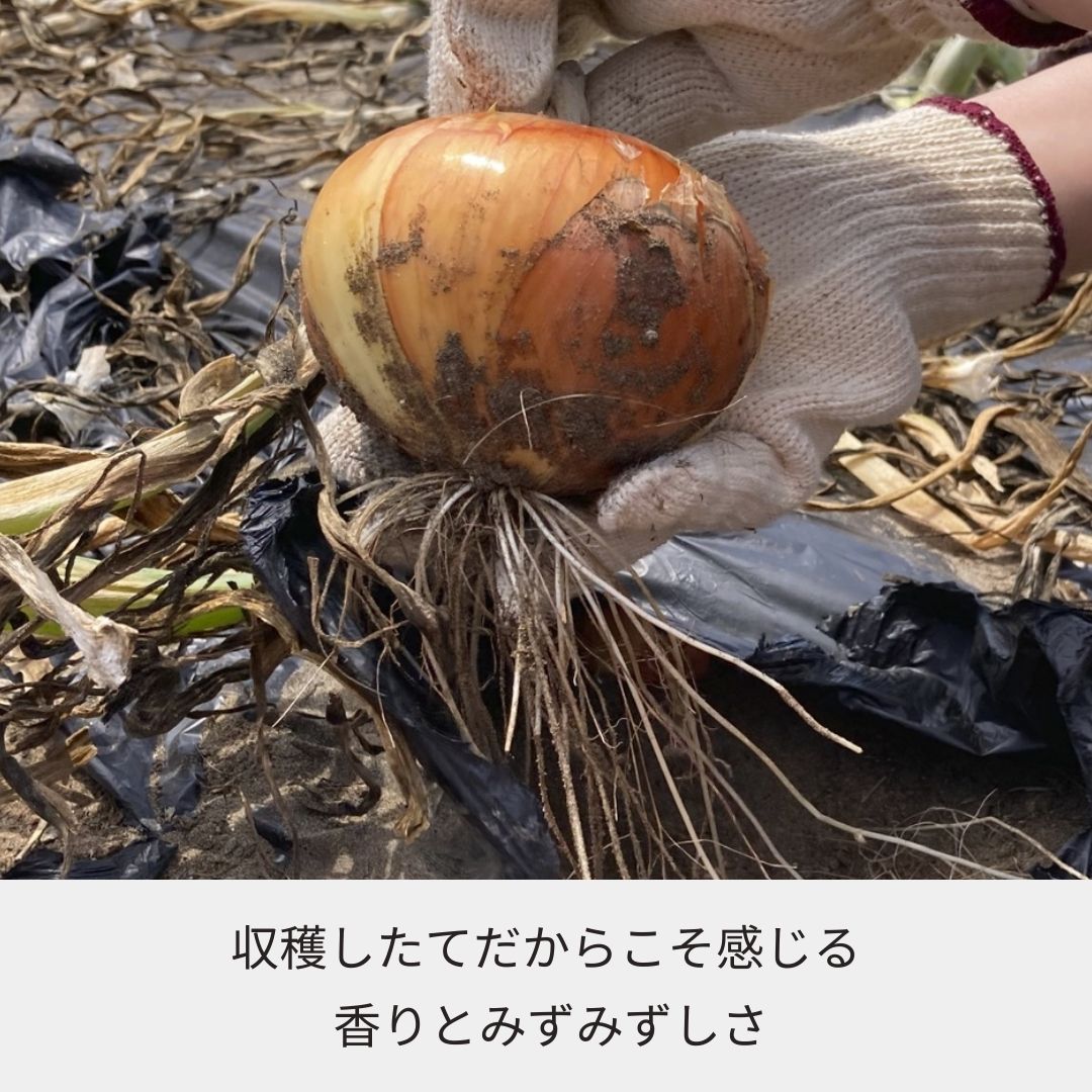 《2026年収穫体験》＜収穫体験＞千葉県細谷農園“白子産たまねぎ狩り”