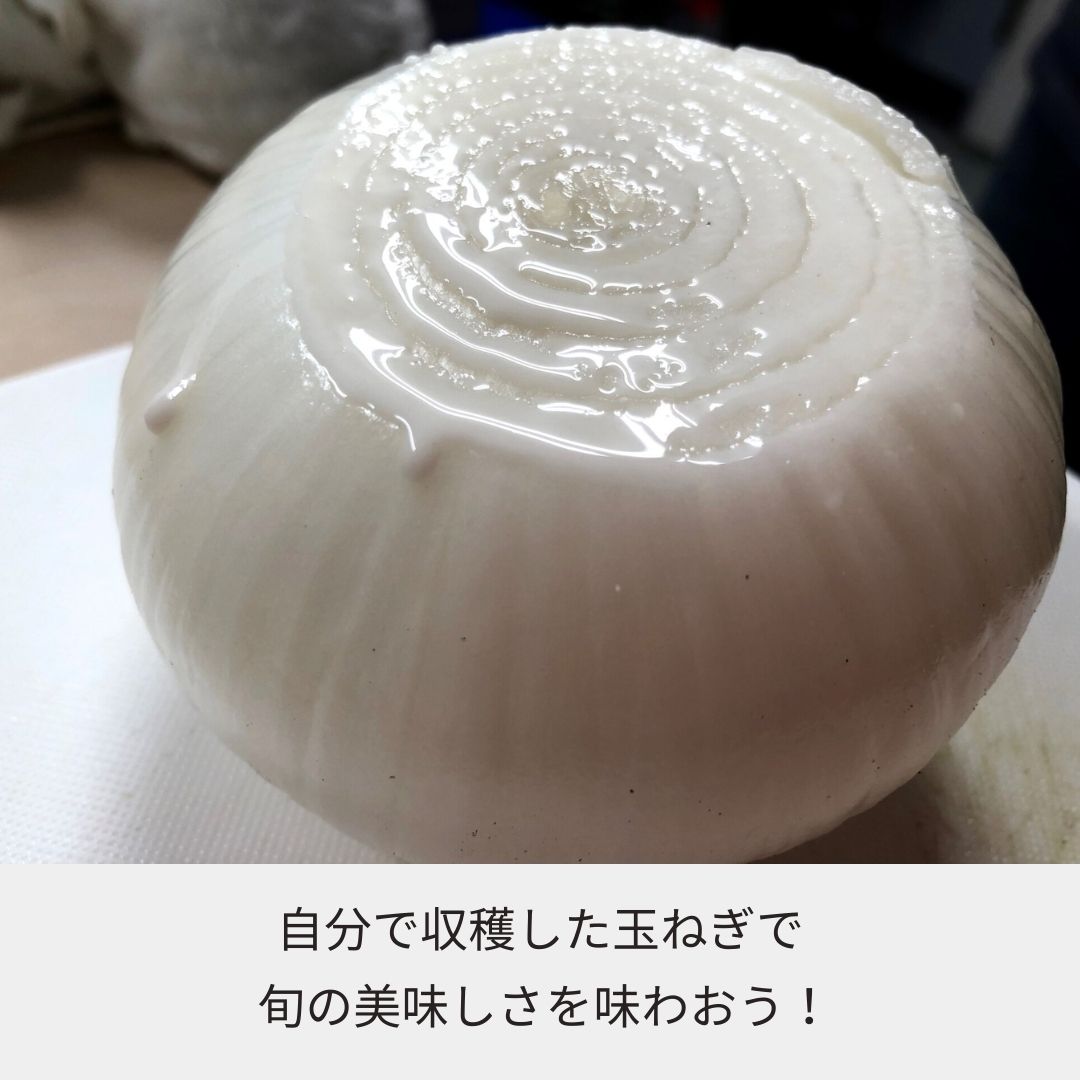《2026年収穫体験》＜収穫体験＞千葉県細谷農園“白子産たまねぎ狩り”