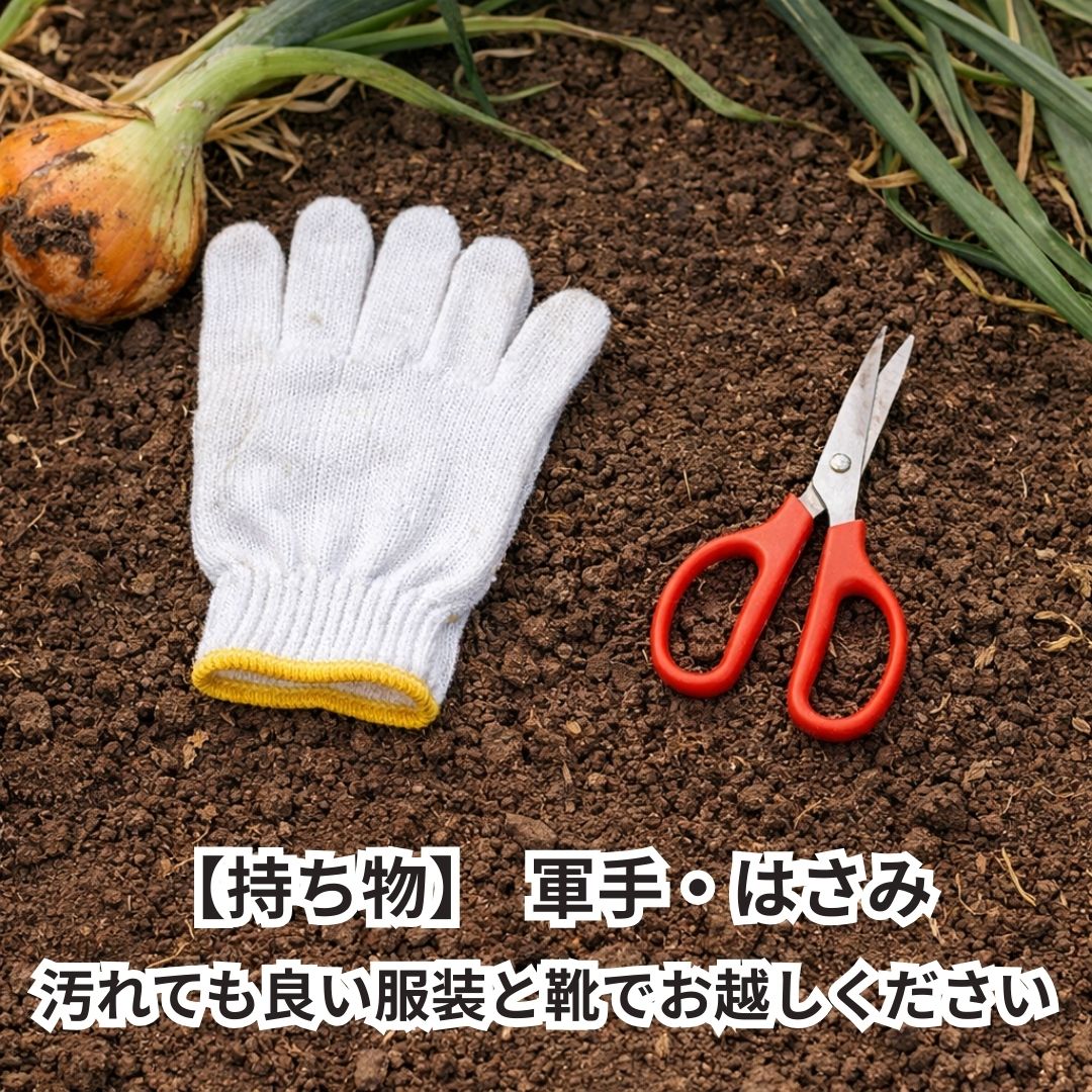 《2026年収穫体験》＜収穫体験＞千葉県細谷農園“白子産たまねぎ狩り”